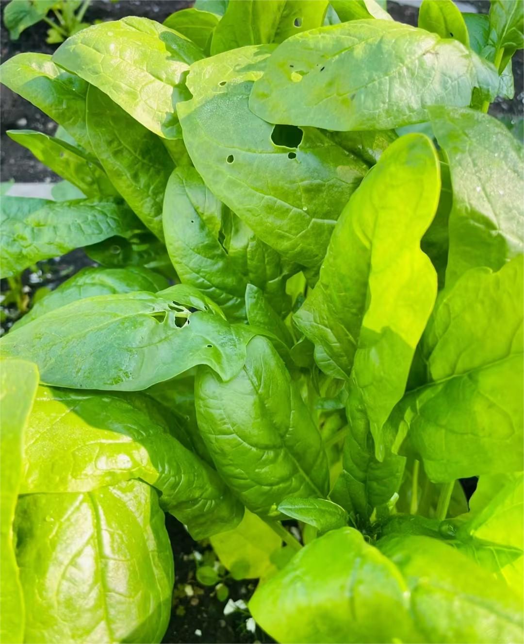 Organic Big Leaf Spinach