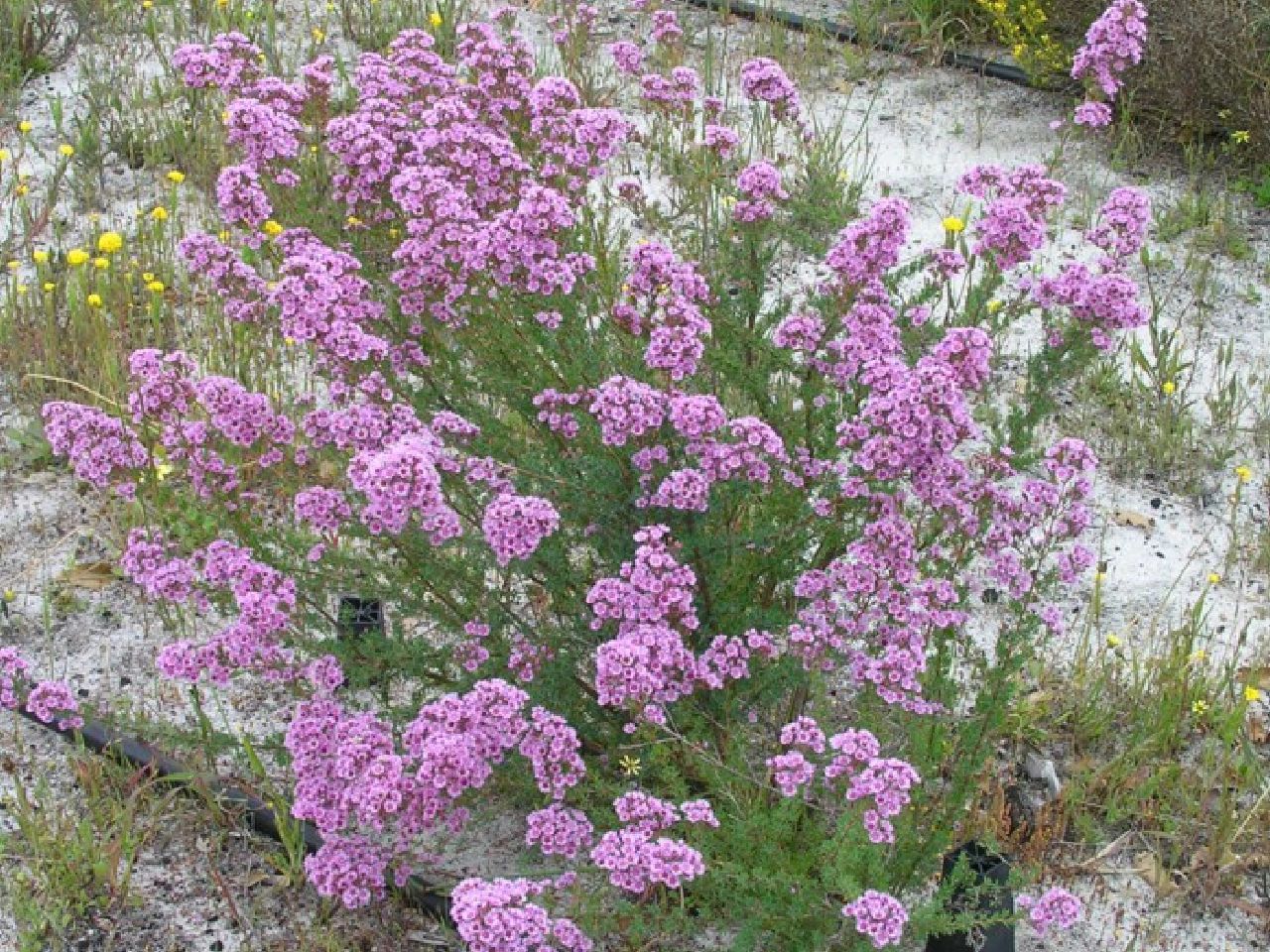 Verticordia Picta flowers-Feather Flower
