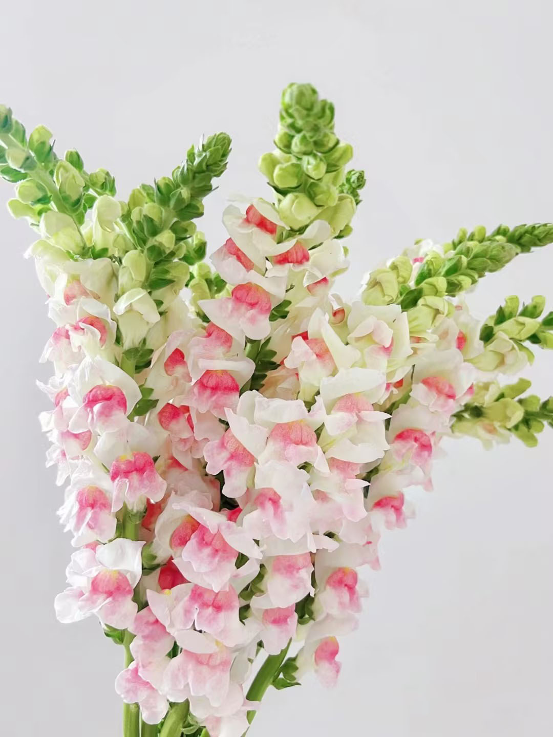 Snapdragon-Angel & Devil