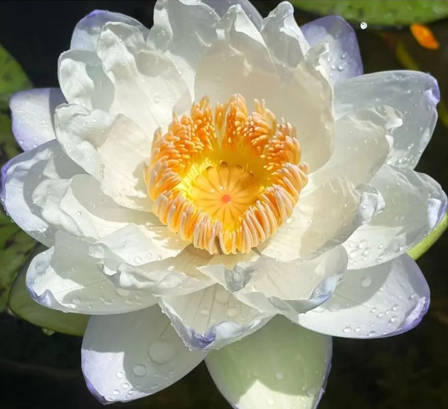 Giant Lotus Seeds💐Color Mixing