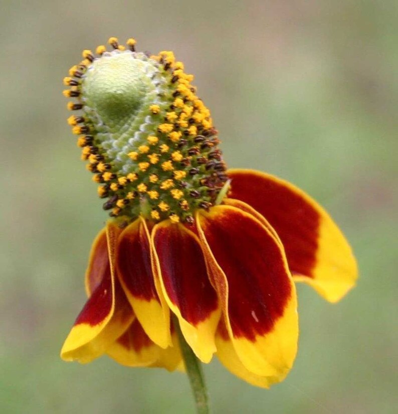 Ratibida columnifera | Mexican Hats | Grey Headed Coneflower