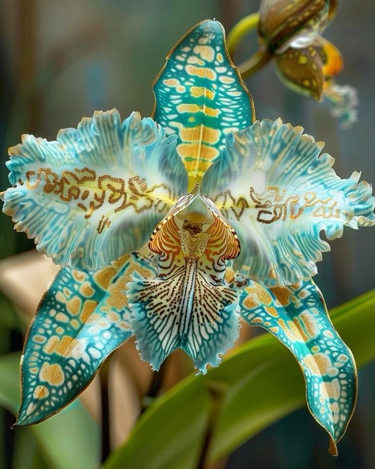 🔥【Limited Time Sale】🌺Iris Seeds - Rare Species