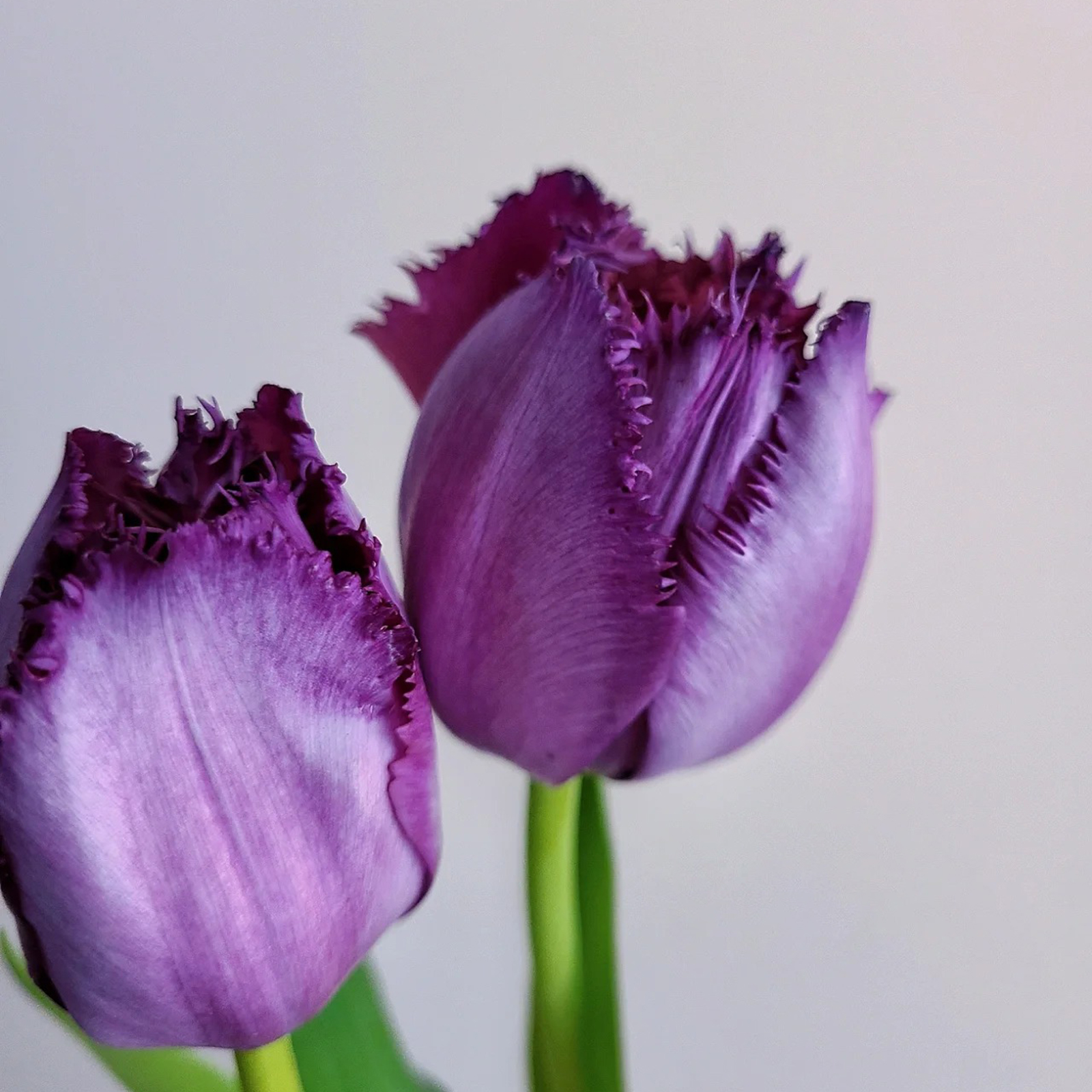 2024NEW🌷Frill Tulip seeds