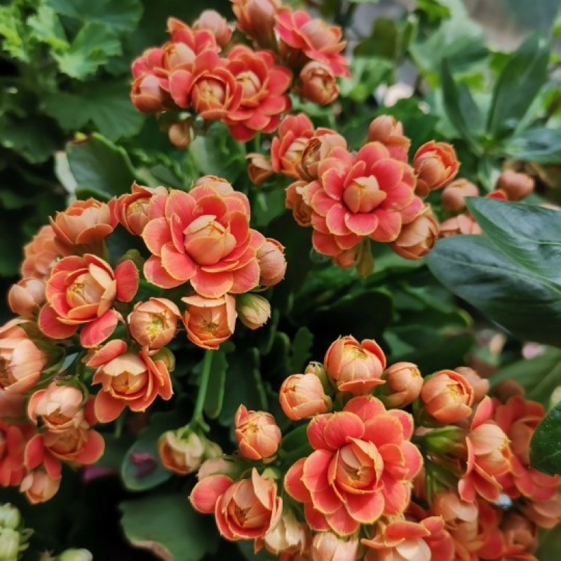 Golden Fox Longevity Flower Seeds