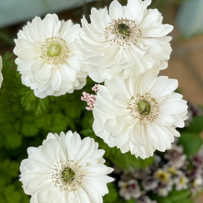 🌸 Double Anemone Seeds — Add Resilient Elegance to Your Garden!