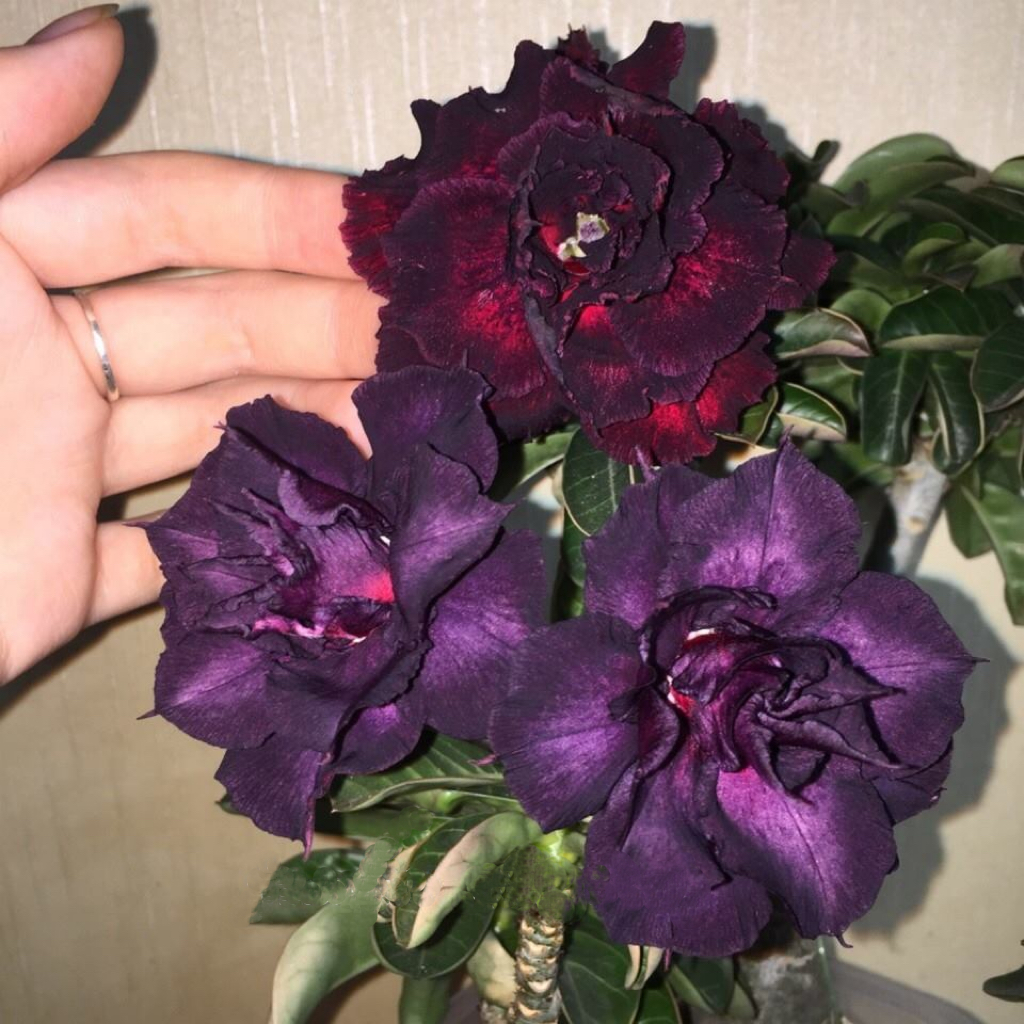 🏜️Desert Rose Seeds: Experience the Beauty of the Desert.