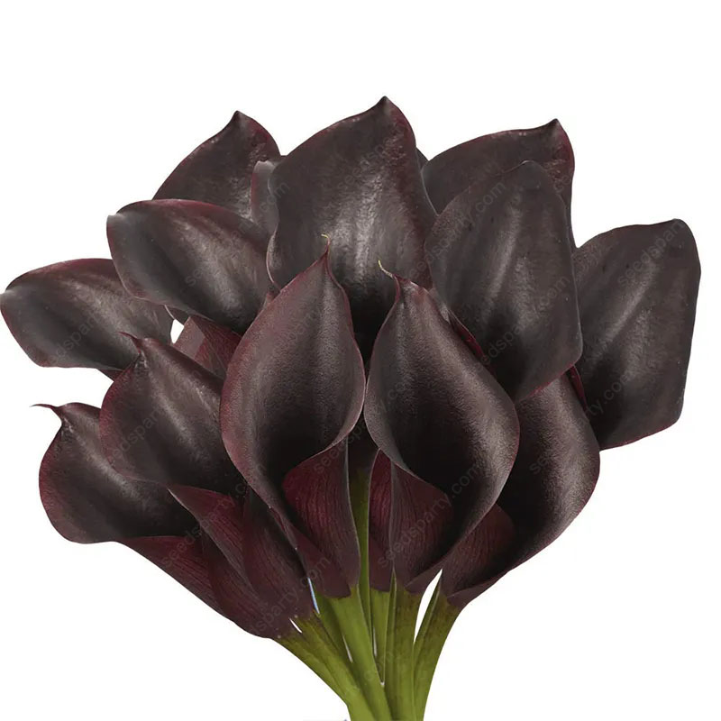 🚀Extremely discounts🌱Calla Bulb🧲Horseshoe-shaped flowers