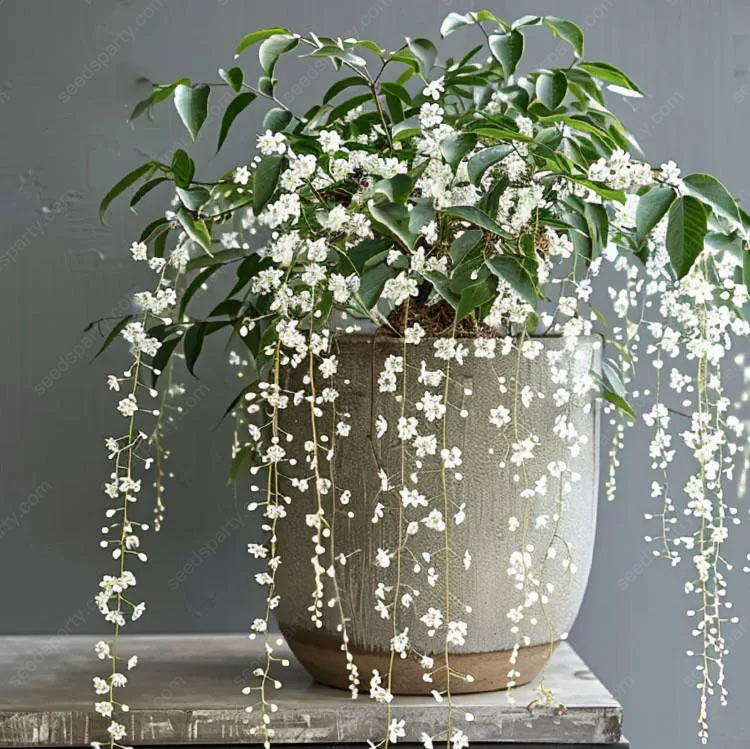 47%OFF🌱Trailing Jasmine Flowers Seeds