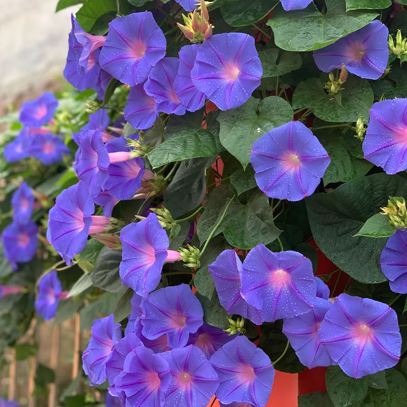 🔥Hot Selling🪴 Morning Glory Climbing Plants - 200 Seeds💥37%OFF