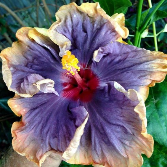 Giant Hibiscus Seeds, Rose Mallow Seeds, Frost-Resistant Flower Seeds