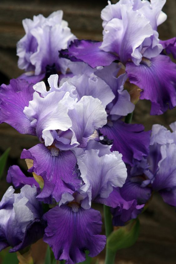 Purple Iris Seeds-chloriseeds