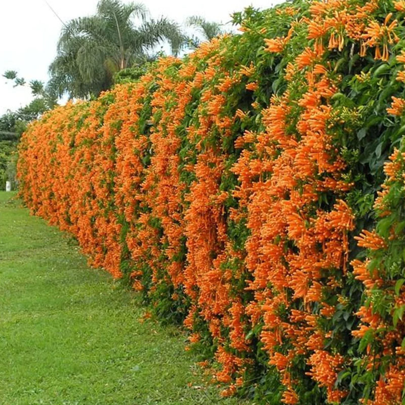 Pyrostegia venusta orange flame vine, beautiful climbing plant