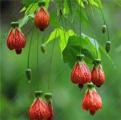 🌈New product launch🦄Abutilon pictum seeds✨Flowers bloom upside down
