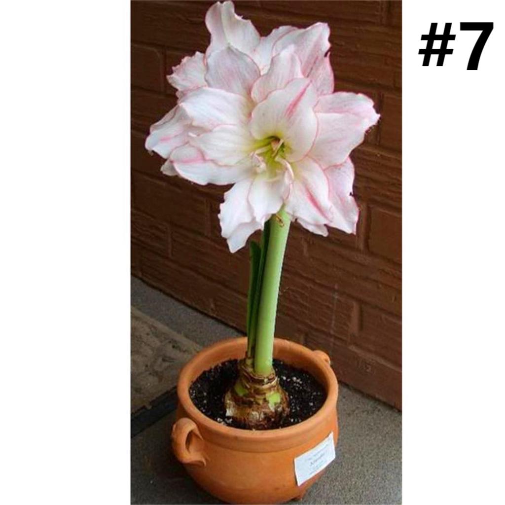 50pcs Hippeastrum Rutilum Seeds Bonsai Home Garden Balcony Plants-chloriseeds