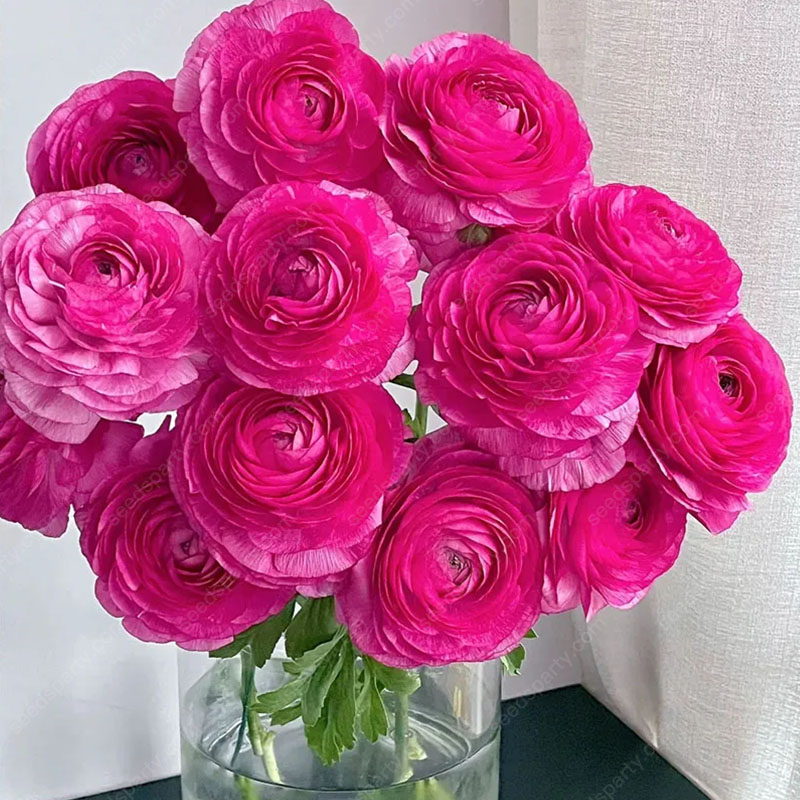 💥37%OFF Mixed-Color Ranunculus Bulb