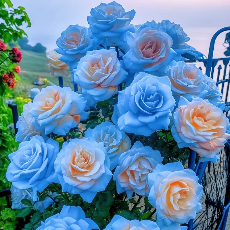 🌹Ecuadorian Roses - Rare Roses