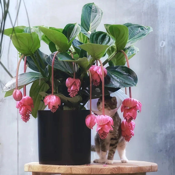 Medinilla Magnifica Flower Seeds-chloriseeds