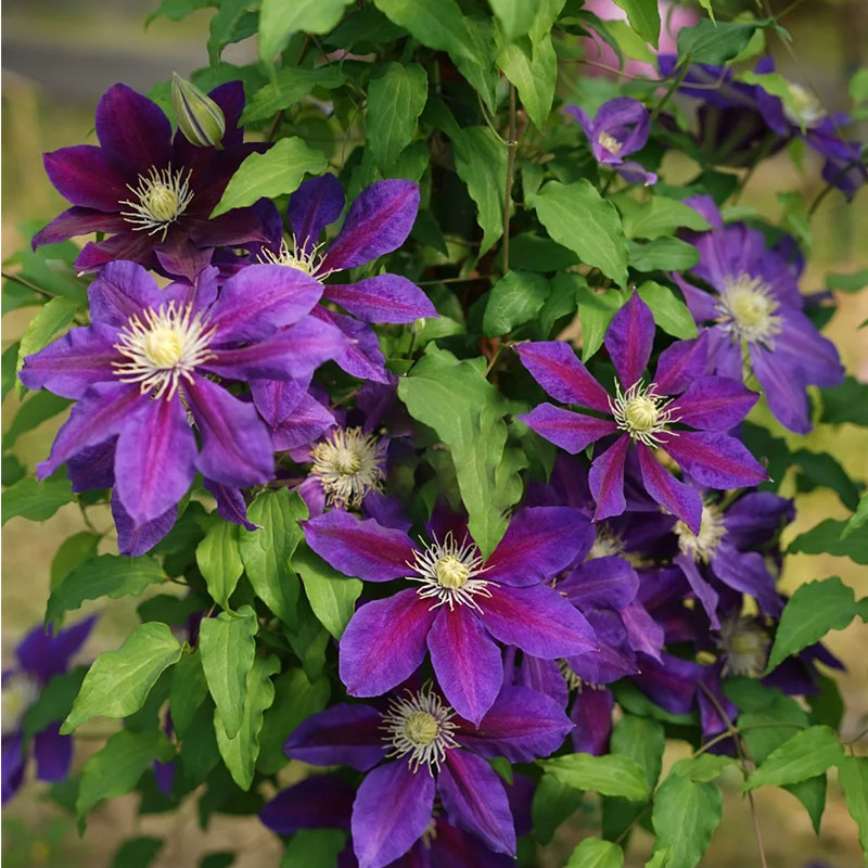 Mixed-Color Climbing Clematis Flower