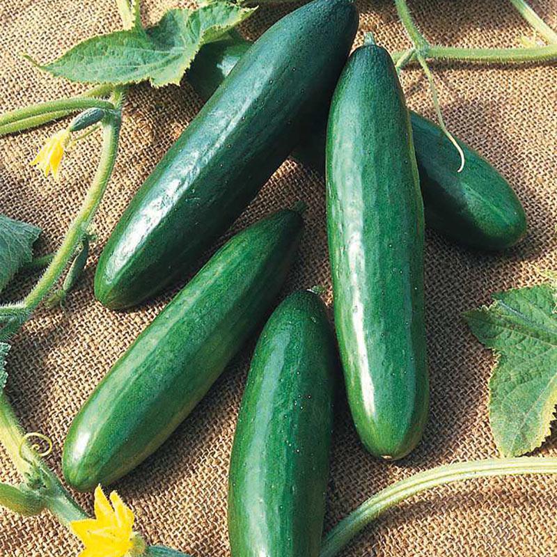 Cucumber Paraiso F1 Organic-chloriseeds