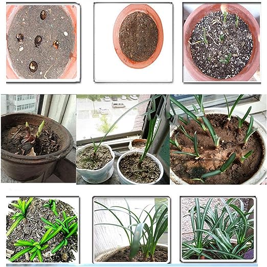 Rare Spider Lily Bulbs  2/5 pcs-chloriseeds