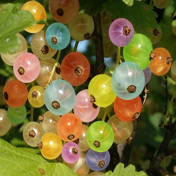 Rainbow Color Cape Gooseberry Seeds-chloriseeds
