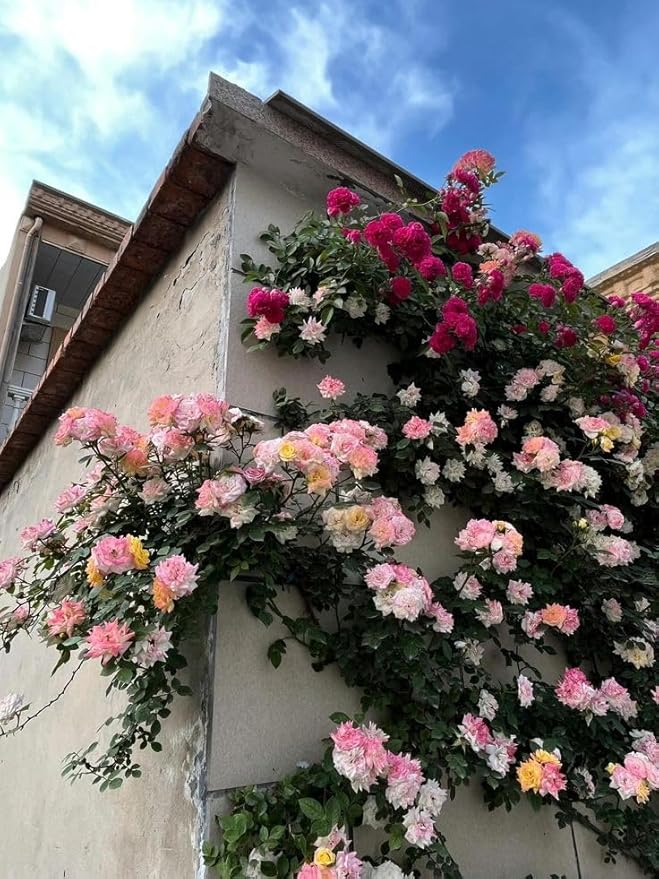 Vibrant™ - Elegant Climbing Rose Flower Seeds