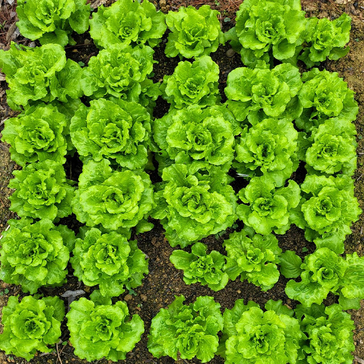 Organic Lettuce Seeds