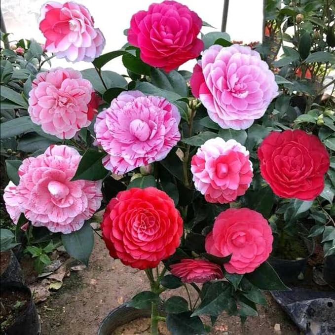 The Five-Color Red Camellia Seeds