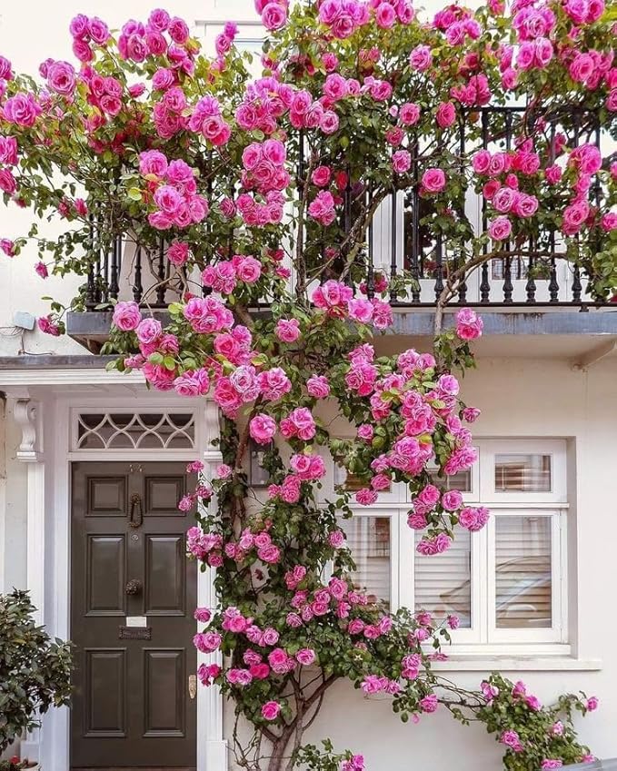 Vibrant™ - Elegant Climbing Rose Flower Seeds