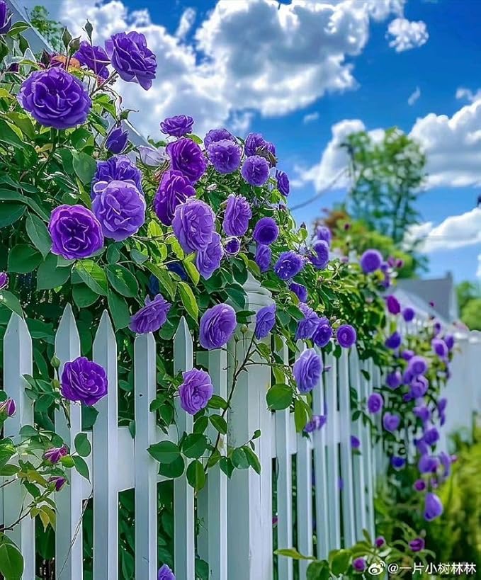 Vibrant™ - Elegant Climbing Rose Flower Seeds