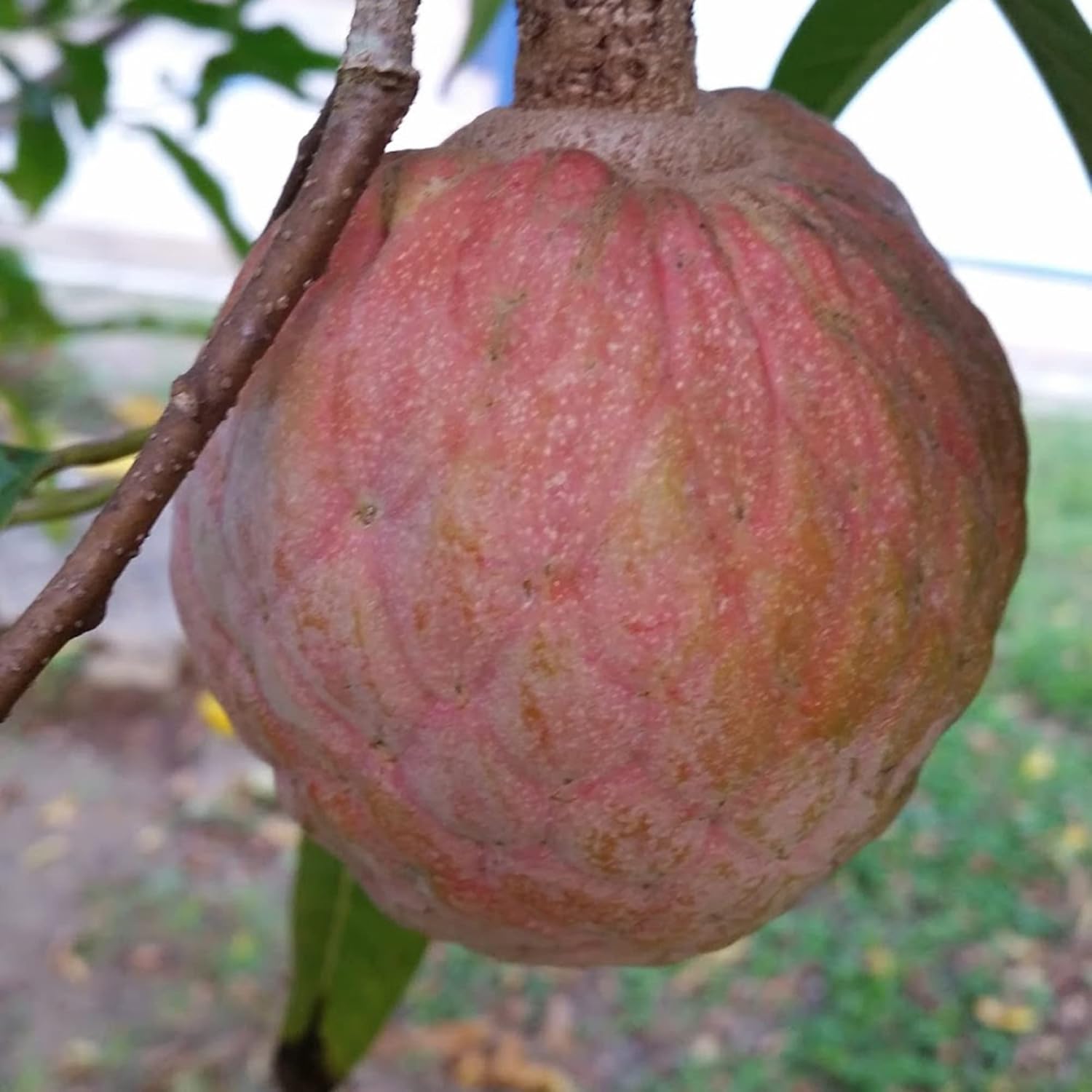 Red Custard Apple Tree Seeds