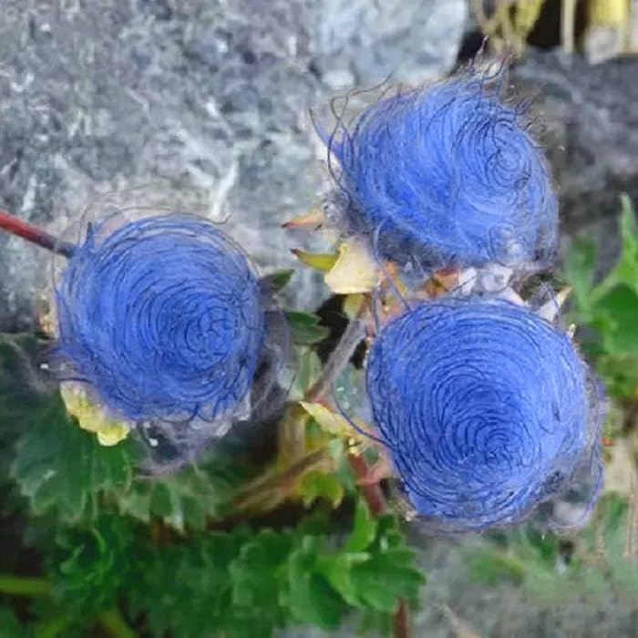 Rare Prairie Smoke Flower Seeds