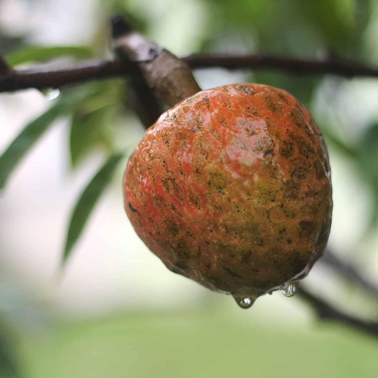 Red Custard Apple Tree Seeds