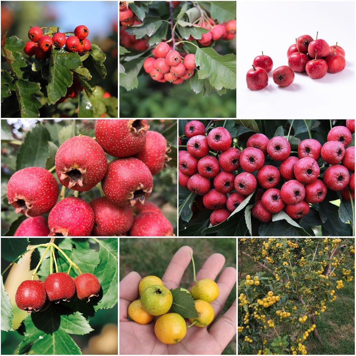 Hawthorn Tree Organic Seeds