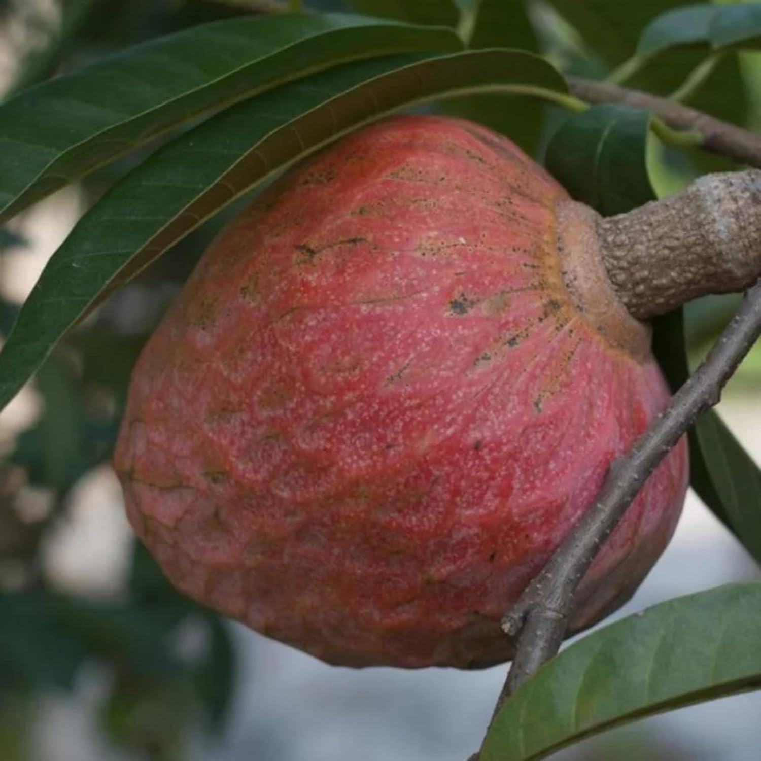 Red Custard Apple Tree Seeds