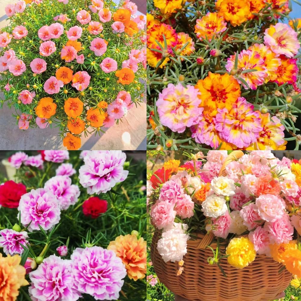 🌼5000+ Four Season Mixed Moss Rose Seeds
