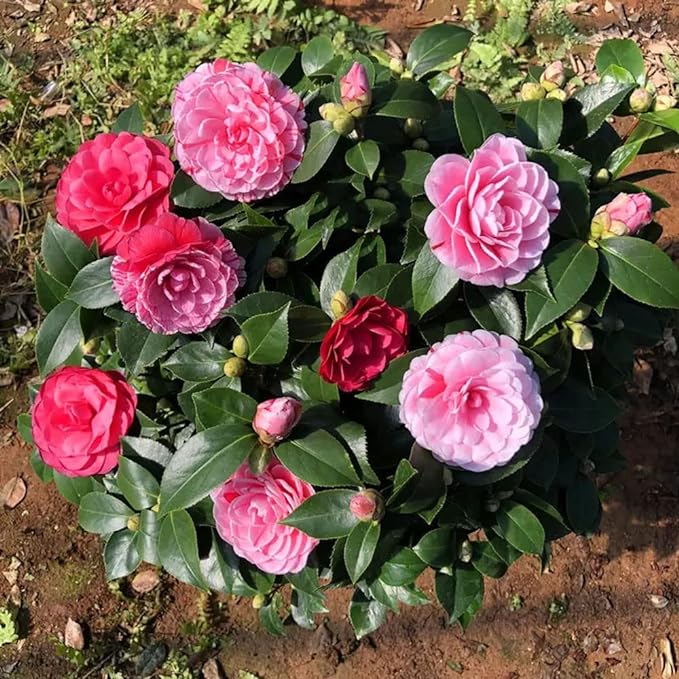 The Five-Color Red Camellia Seeds