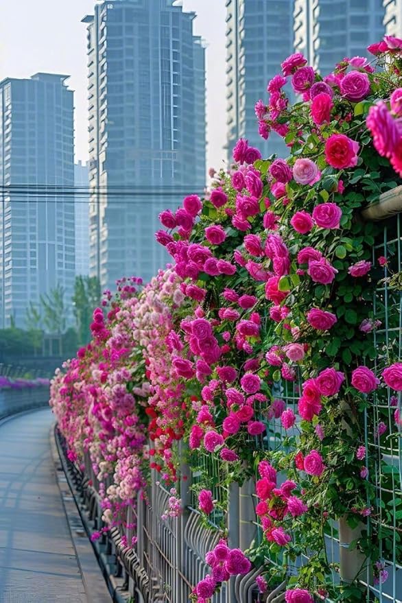 Vibrant™ - Elegant Climbing Rose Flower Seeds