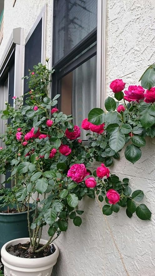 Vibrant™ - Elegant Climbing Rose Flower Seeds