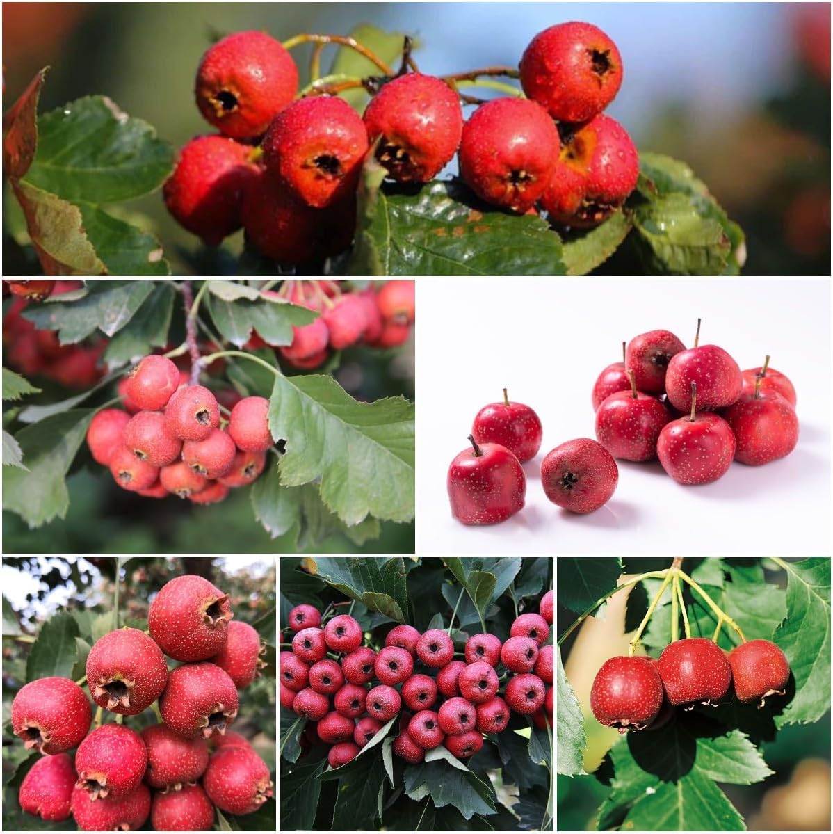 Hawthorn Tree Organic Seeds