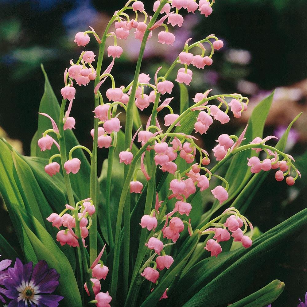 🌸 Lily of the Valley Seeds – A Symbol of Purity & Grace! 🌿