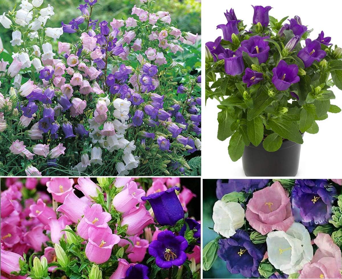 100+ Mix Campanula Bellflowers Seeds Bell Flower Tussock BalloonFlower Plants Home Garden