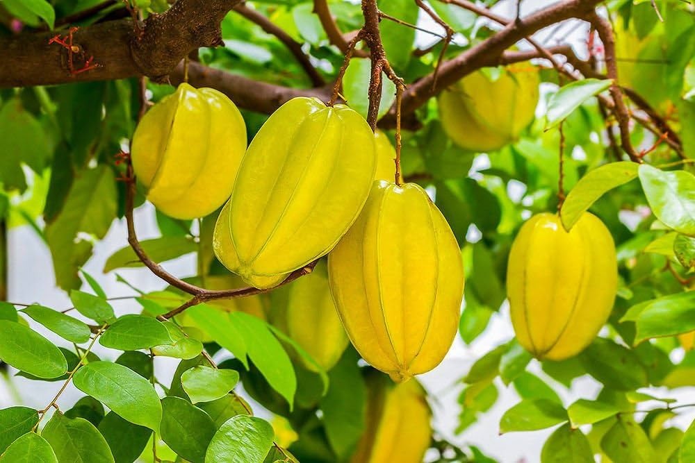 Four Season Sweet Yellow Averroes Carambola Seeds, Star Fruit Seeds