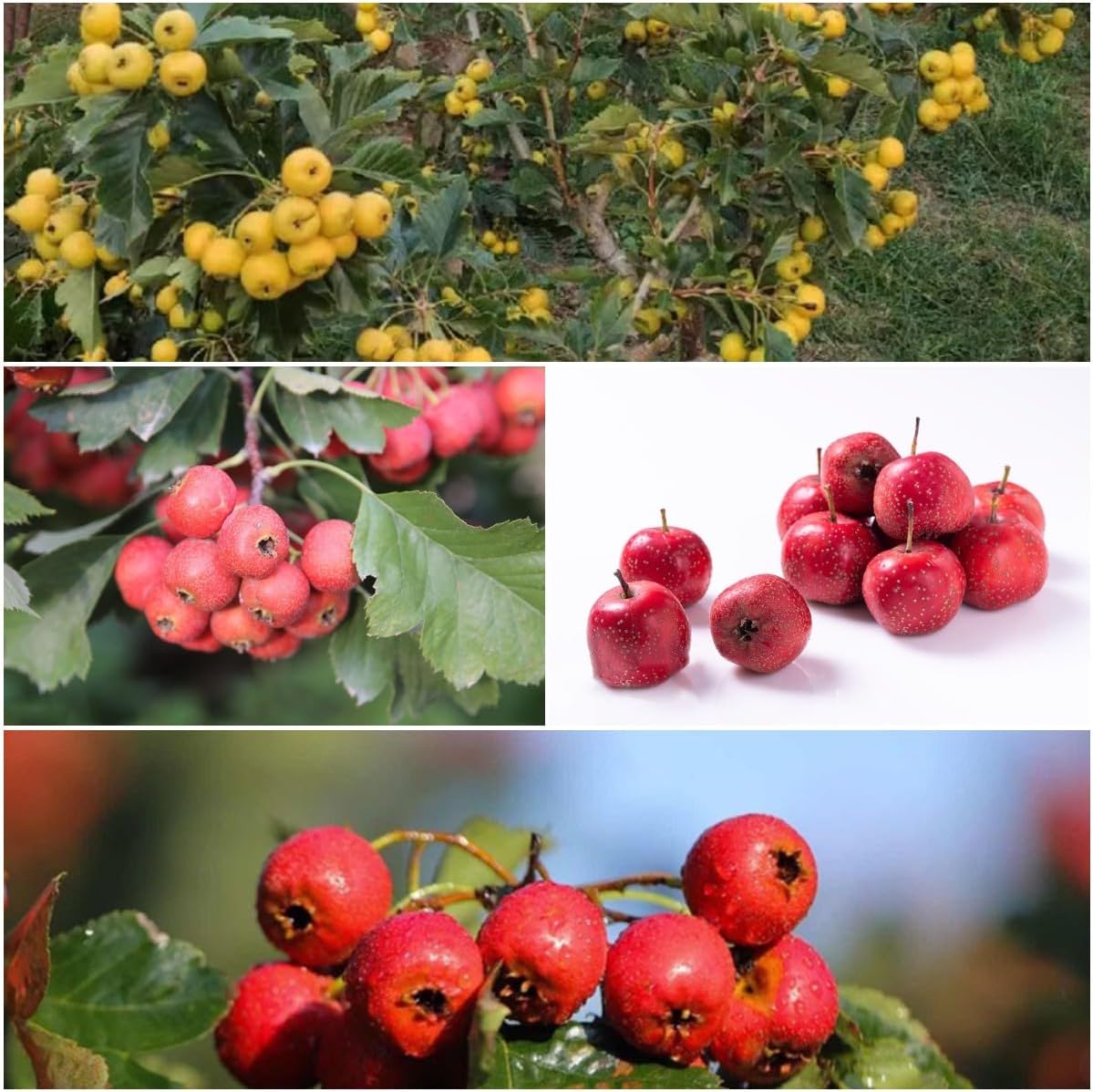 Hawthorn Tree Organic Seeds