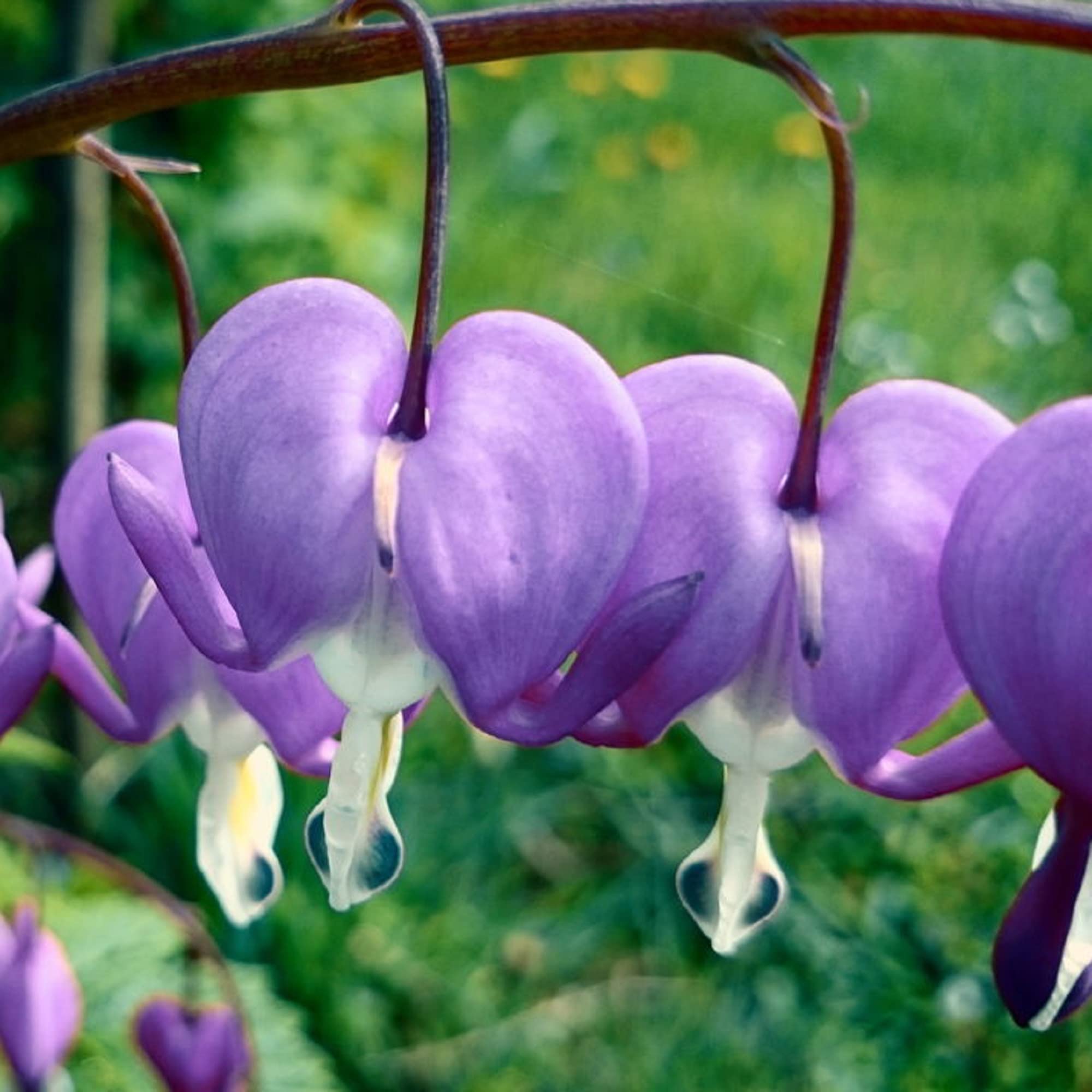 Blessing Heart Seeds-Spring Flowers