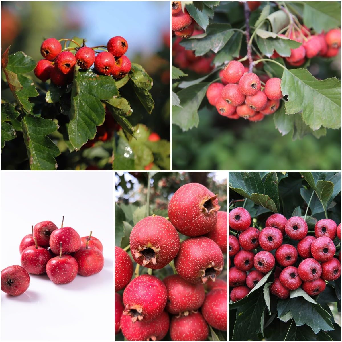 Hawthorn Tree Organic Seeds