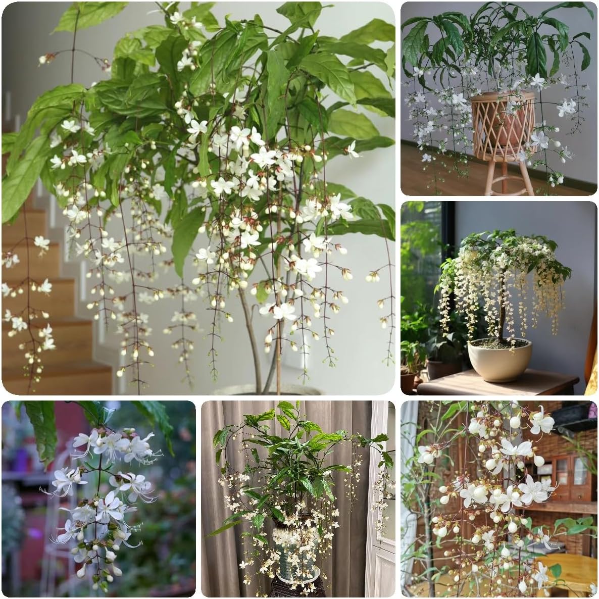 Trailing Jasmine Flower Seeds