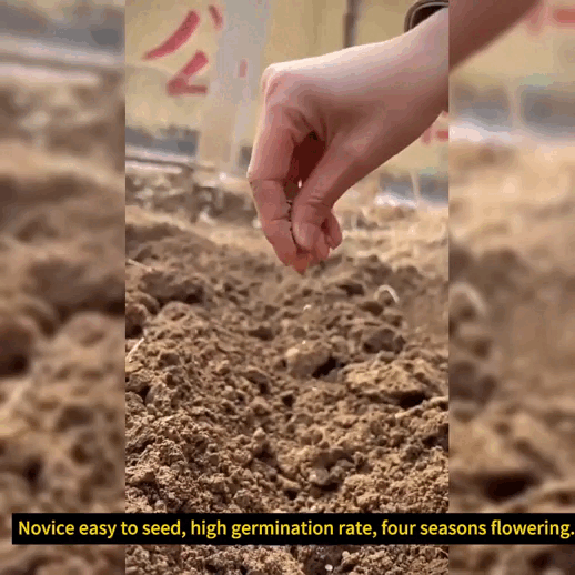 Multicolor Lisianthus(Eustoma grandiflorum) - 200 seeds