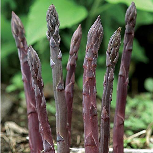 Asparagus  Seeds - Organic, Heirloom, Open Pollinated, Non GMO