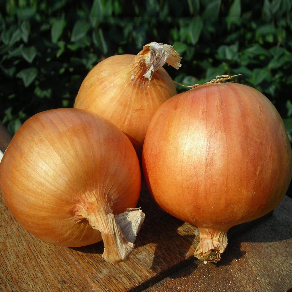 Onion Talon F1 Organic